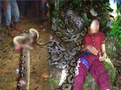 Dựng tóc gáy trăn khổng lồ tấn công dữ, nuốt sống người phụ nữ