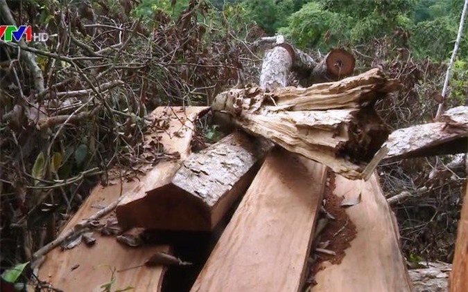 Từ khóa:nạn phá rừng, rừng tự nhiên, rừng phòng hộ, phá rừng gỗ nghiến ở bắc kạn