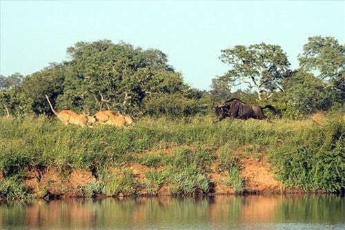 Vào lãnh địa sư tử đói, linh dương vẫn thoát chết ngoạn mục