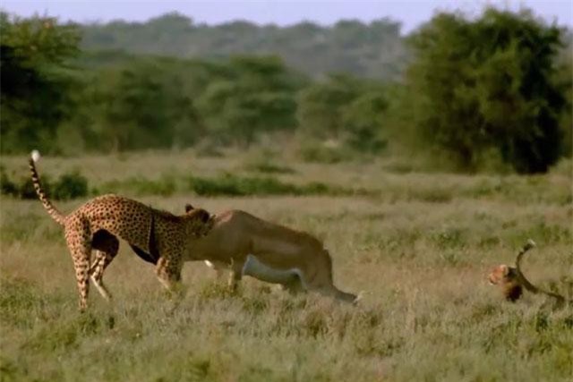 Linh dương dũng mãnh húc thủng ngực báo săn