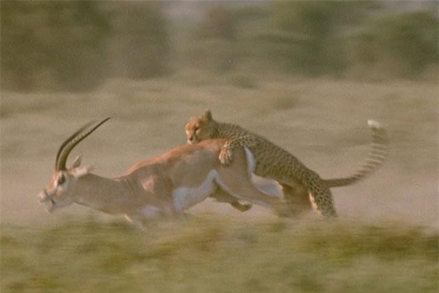 CLIP: Linh dương tung ‘độc chiêu’ khiến 3 con báo khiến 3 con báo ‘ăn quả đắng’