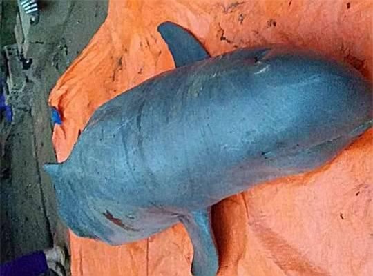 Tiết lộ bí ẩn về loài "cá thiêng" trên sông Mê Kông