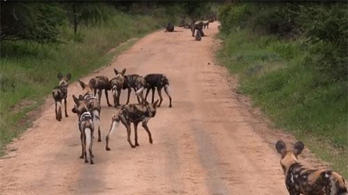 CLIP: Đàn khỉ đầu chó đụng độ bầy chó hoang