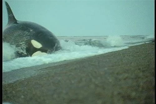 Khoảnh khắc cá voi sát thủ lao vào bờ tóm gọn sư tử biển.