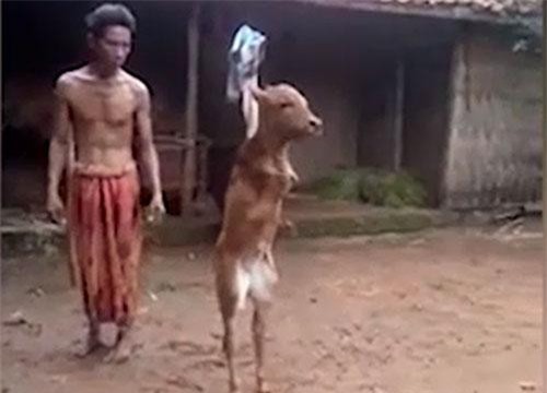 CLIP: Nghị lực phi thường của chú bò khuyết tật