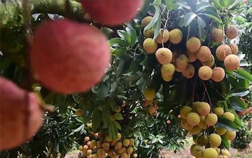 CLIP: Khám phá vườn vải thiều sai trĩu quả ở Bắc Giang