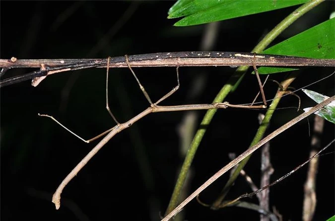 Những con bọ que là 