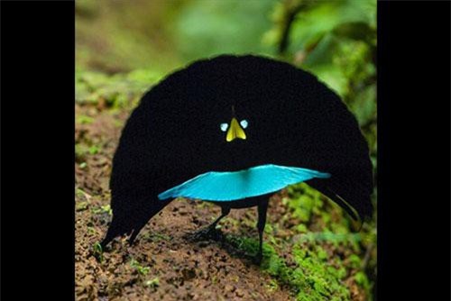 Những động vật có tài 'ẩn thân' như “phù thủy” trong tự nhiên