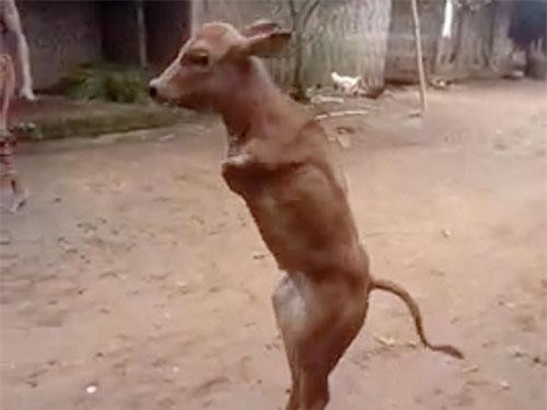 Chú bò cụt 2 chân cố gắng phi thường để đi lại như người