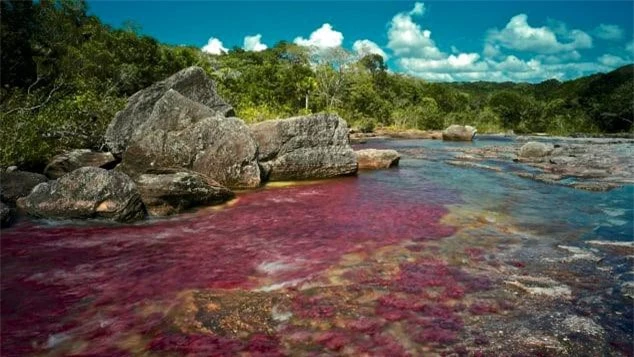 6. Cano Cristales, Colombia Cano Cristales là một con sông cạnh dãy núi Serrania de la Macarena và là một nhánh của sông Guayabero. Con sông thường được gọi là 