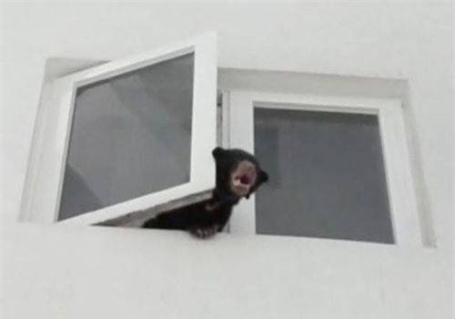 Nuôi gấu sắp tuyệt chủng trong nhà lại cứ nghĩ là nuôi... chó