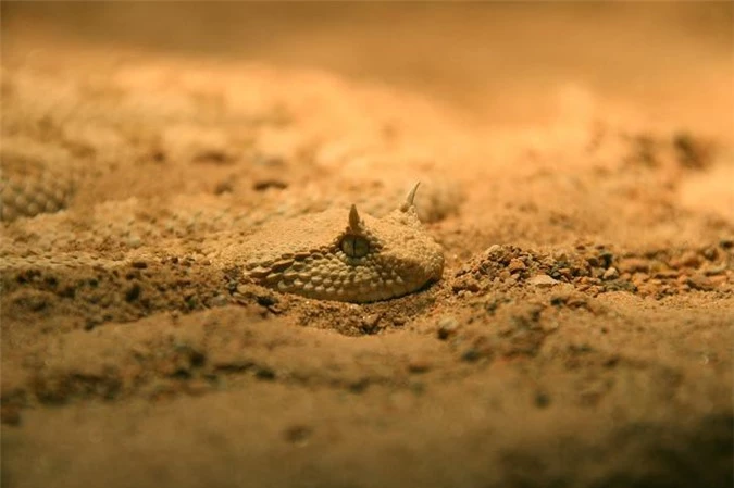 Rắn độc có sừng ở châu Phi có thể chui xuống dưới cát và màu sắc tương đồng với môi trường của nó khiến loài động vật này trở nên vô cùng nguy hiểm.