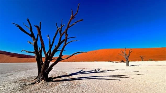 7. Dead Vlei, Namibia Dead Vlei là một chảo đất sét trắng nằm gần “chảo muối” nổi tiếng hơn của Sossusvlei, bên trong Công viên Namib-Naukluft ở Namibia. Dead Vlei – nghĩa là “đầm lầy chết” - nằm giữa những cồn cát cao nhất thế giới, với độ cao tới 400 mét. Khu vực cằn cỗi này là nơi từng có rất nhiều cây lạc đà khổng lồ chết, khô héo vì sự thay đổi mạnh mẽ của khí hậu 900 năm trước. Thời tiết khô ráo khiến chúng không thể bị phân hủy và tạo ra một cảnh quan thực sự kỳ lạ.