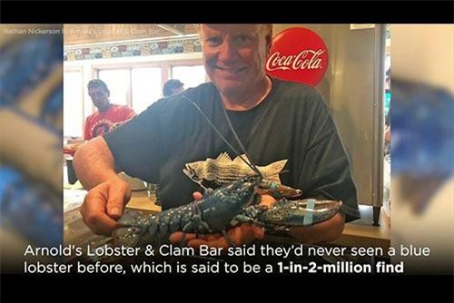 CLIP: Nhà hàng may mắn sở hữu tôm hùm xanh dương cực hiếm