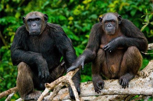 CLIP: Khi động vật cũng dùng mưu tính kế 