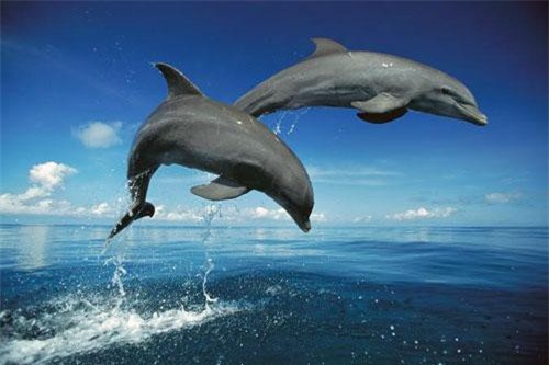 Giải mã trí nhớ siêu việt của những động vật khó tin