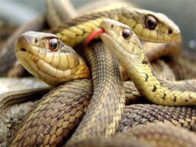 Sự thật về "hòn đảo nọc độc" nguy hiểm bậc nhất thế giới, bị hơn 400.000 con rắn xâm chiếm