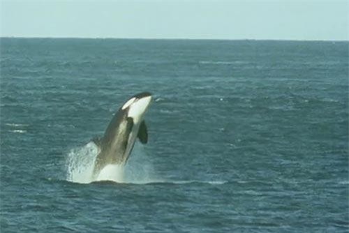 Khoảnh khắc cá voi sát thủ lao lên sát bờ nuốt gọn sư tử biển