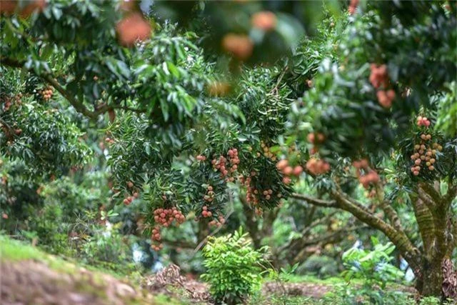 Mục sở thị vườn vải thiều trĩu quả ở Bắc Giang - 11