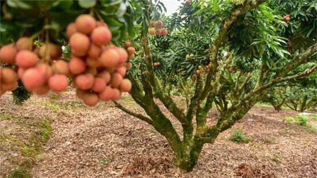 Mục sở thị vườn vải thiều trĩu quả ở Bắc Giang - 5