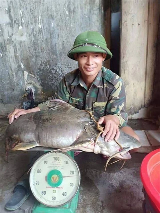 Con cá ghé "khủng" nặng 22kg.