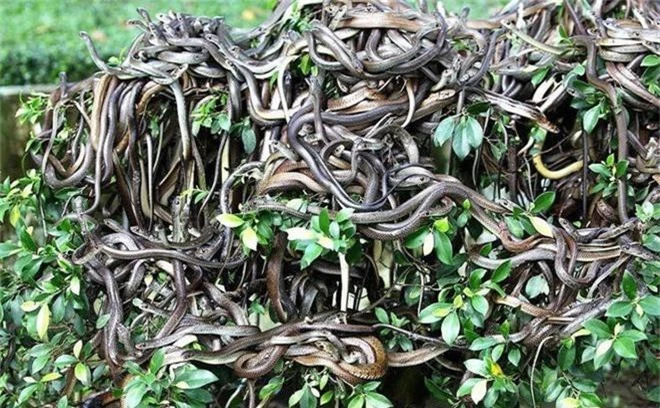Sự thật về hòn đảo nọc độc nguy hiểm bậc nhất thế giới, bị hơn 400.000 con rắn xâm chiếm - Ảnh 1.