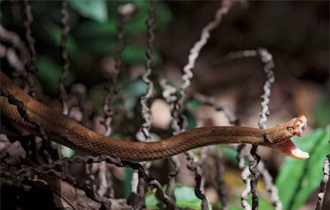 Sự thật về hòn đảo nọc độc nguy hiểm bậc nhất thế giới, bị hơn 400.000 con rắn xâm chiếm - Ảnh 5.