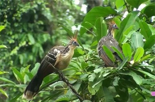 CLIP: Những loài chim độc đáo nhất thế giới