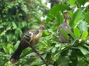 CLIP: Những loài chim độc đáo nhất thế giới