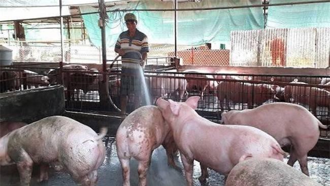 Dịch tả lợn Châu Phi: Thủ tướng yêu cầu hỗ trợ DNNVV nuôi giữ lợn giống cụ kỵ 