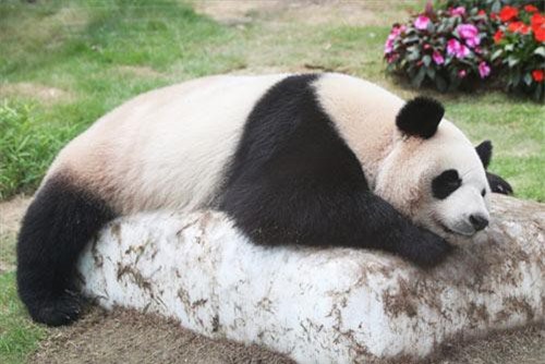 Nóng 40 độ C, động vật giải nhiệt theo cách không ngờ