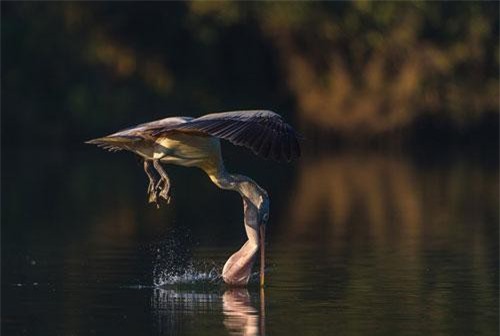 Bồ nông phi thần tốc tránh cá sấu, suýt lộn cổ... chết cười
