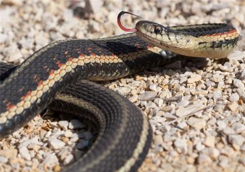 CLIP: Dựng tóc gáy với hàng chục nghìn con rắn xoắn cuộn vào nhau