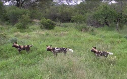 Đàn chó hoang "bất lực" trước khỉ đầu chó