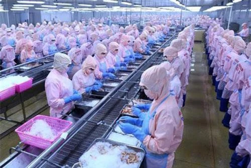 Dây chuyền chế biến sản phẩm tôm hấp chín xuất khẩu tại nhà máy của Công ty Cổ phần Thủy sản Minh Phú Hậu Giang. (Ảnh: TTXVN).