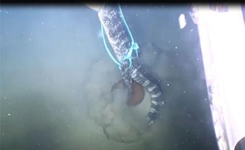 CLIP: Sinh vật biển thi nhau xâu xé cá sấu