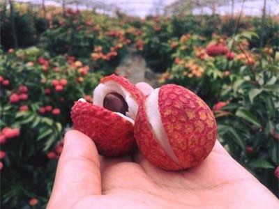 Hơn 200 nghìn đồng một quả vải thiều ở Nhật Bản