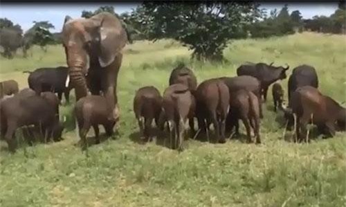 CLIP: Đàn trâu nuôi dưỡng và sống chung với voi khổng lồ