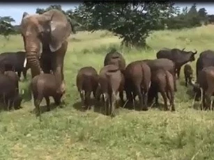 CLIP: Đàn trâu nuôi dưỡng và sống chung với voi khổng lồ