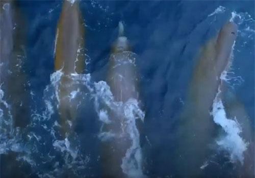 Thích thú với hình ảnh khó thấy của cá voi mõm khoằm cực hiếm lướt trên mặt nước