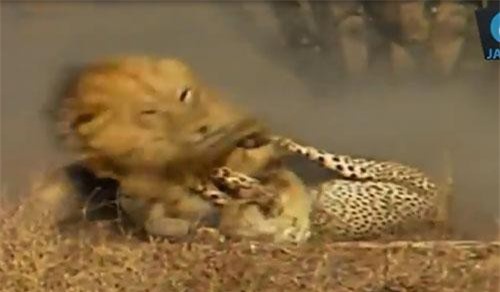 Báo đốm bỏ mạng trước sư tử vì không cảnh giác