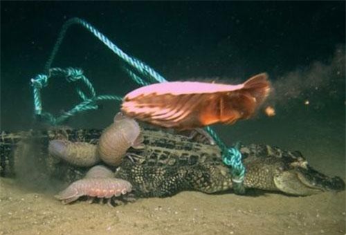 Sinh vật kỳ dị dưới biển xâu xé “sát thủ đầm lầy”
