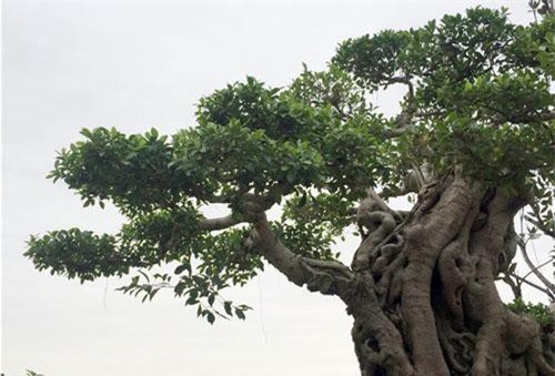 CLIP: Cây si dáng chữ S của đại gia Hà Nội đẹp cỡ nào mà có giá 4 tỷ?