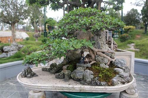 Mê mẩn trước “cụ” si tai chuột đẹp nhất Việt Nam, giá 300 triệu