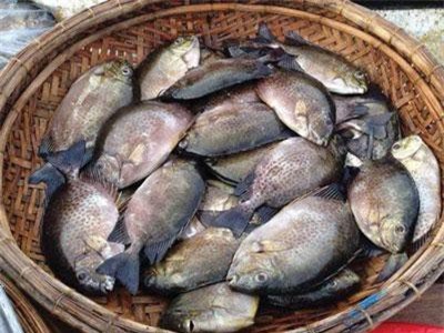 Thừa Thiên Huế: Ông Hưng gặp ông Hối bắt tay nhau nuôi cá dìa, cả 2 thành tỷ phú