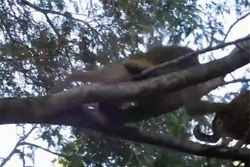  Bạo gan trèo lên cây săn khỉ đầu chó, báo săn nhận cái kết đắng
