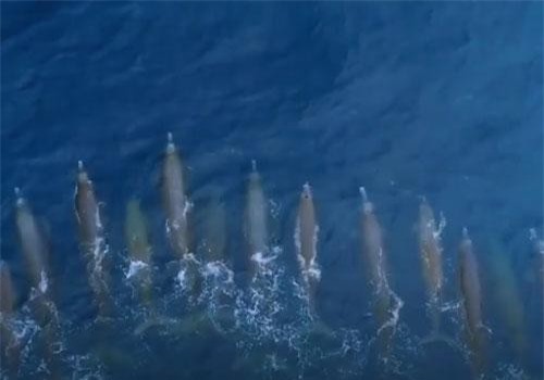 CLIP: Hình ảnh cực hiếm của cá voi mõm khoằm, có thể lặn sâu 1.000 mét