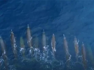 CLIP: Hình ảnh cực hiếm của cá voi mõm khoằm, có thể lặn sâu 1.000 mét