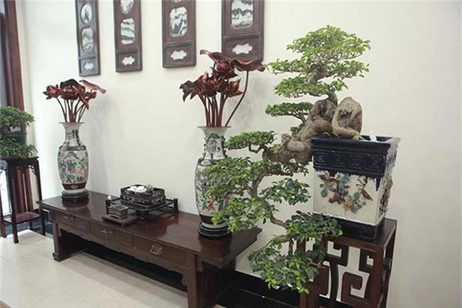 bo suu tap bonsai tien ty va &quot;do choi vip&quot; cua gioi nha giau viet hinh anh 12