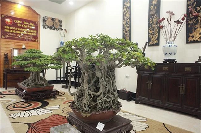 bo suu tap bonsai tien ty va &quot;do choi vip&quot; cua gioi nha giau viet hinh anh 13